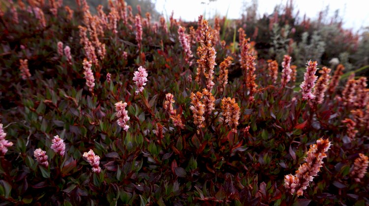 Bistorta flowers in bloom