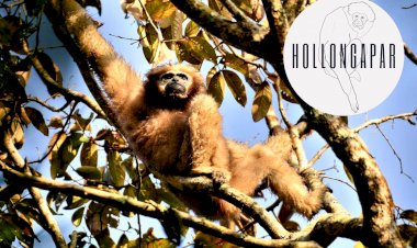 Meeting the Primates of Hollongapar