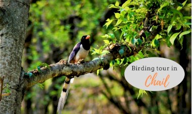 Birding Tour in Chail