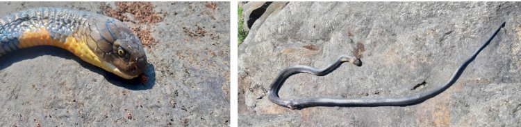 King Cobra at Belligundi waterfalls