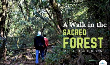 A Walk in the Sacred Forest : Meghalaya