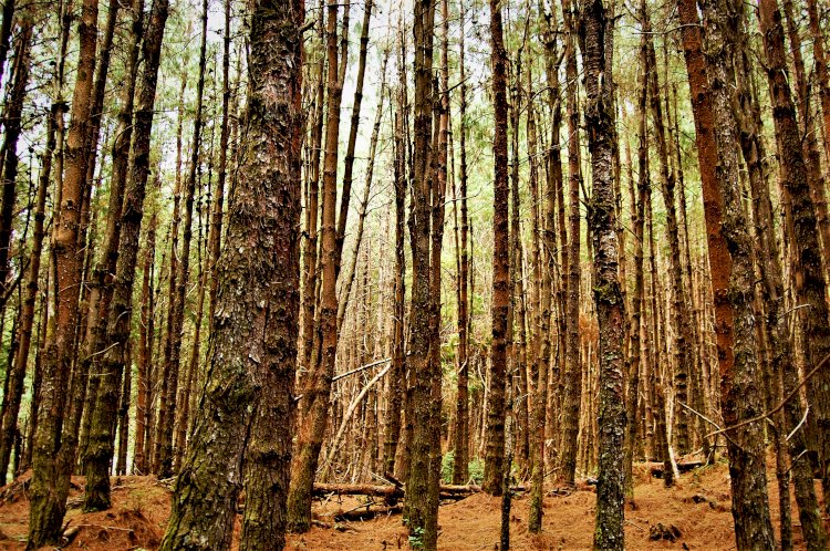 Fir trees Mukurthi peak trek