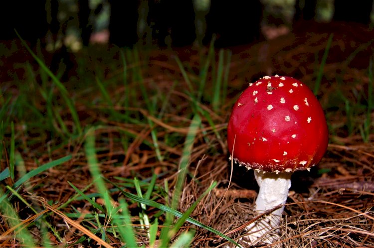 Mushroom at Avalanche lake Mukurthi peak trek