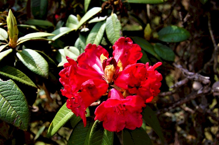 Rhododendron flower Mukurthi peak trek