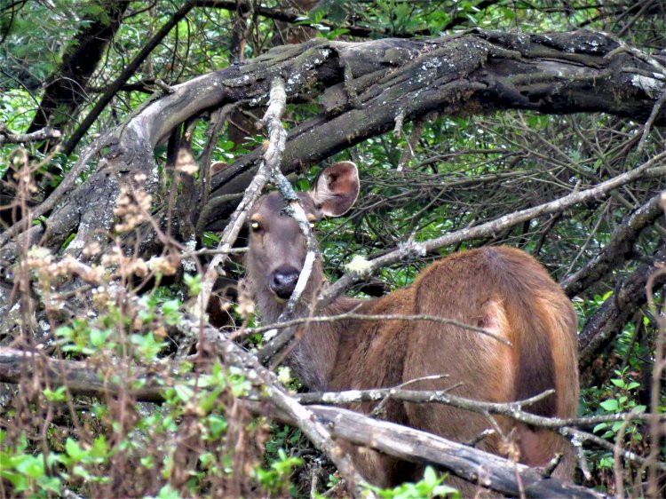 Sambar Deer Mukurthi National Park