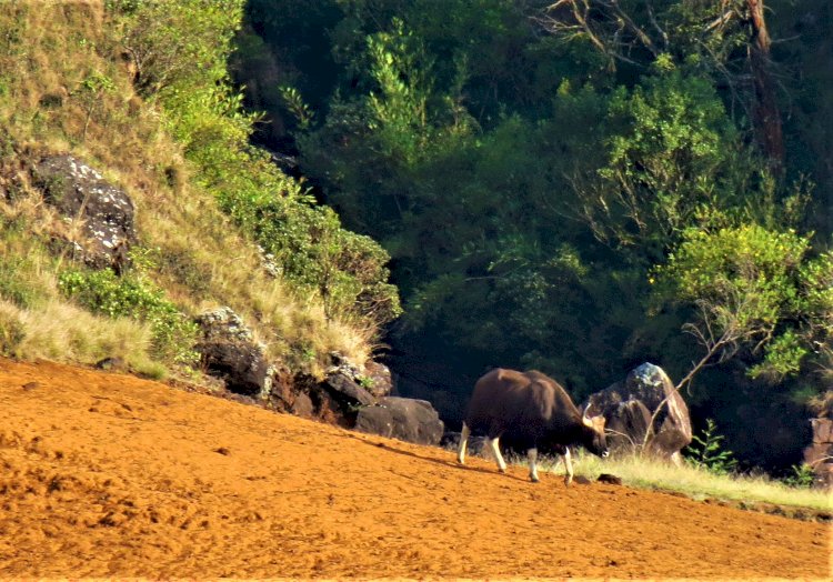 Indian gaur Mukurthi national park