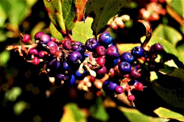 Wild fruit at mukurthi park