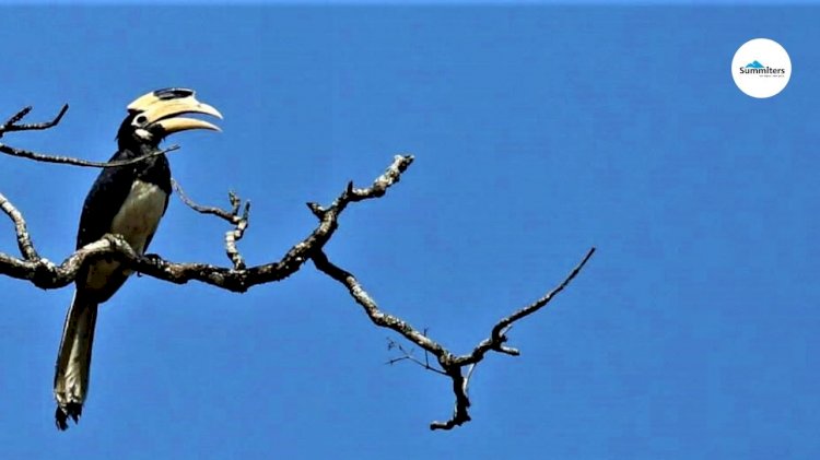 Pied Hornbilll