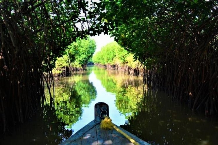 pichavaram mangrove forest tourism