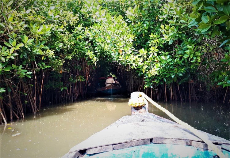 pichavaram mangrove forest tourism