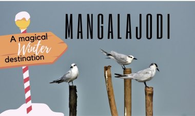Mangalajodi - A Lesser known Avian Haven in Odisha