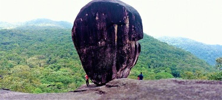 Bheemana Buguri – An incredible Black beauty in the backdrop of green canopy