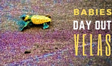 Babies Day Out at Velas 2022