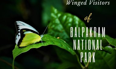 Winged  Beauties of  Balpakram National Park