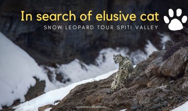 In search of elusive cat - Snow Leopard Tour Spiti