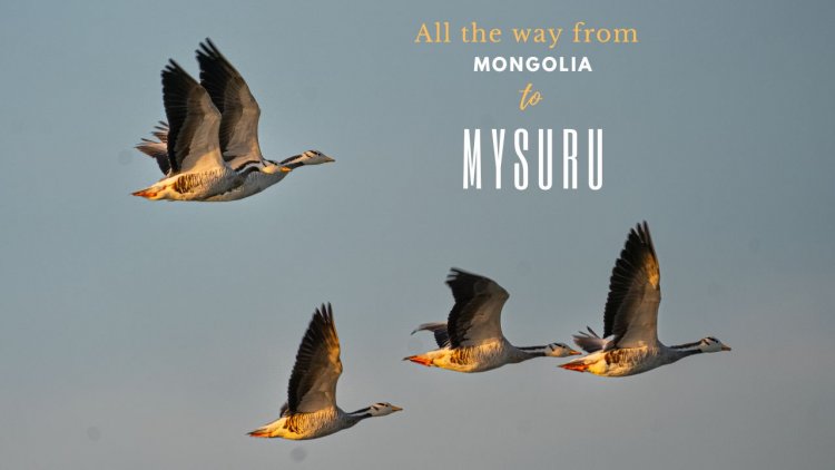 All the way from Mongolia to Mysuru