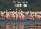 The Sweet and Salt Side of Pulicat Lake