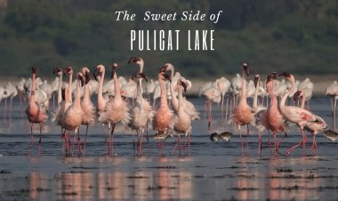 The Sweet and Salt Side of Pulicat Lake