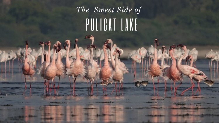The Sweet and Salt Side of Pulicat Lake