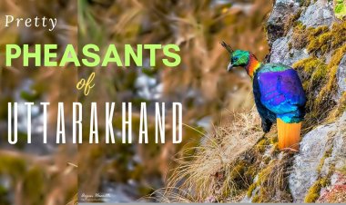 Pretty  Pheasants of Uttarakhand