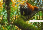 Red Panda -  A deminishing fire of Himalayas