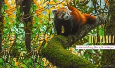 Red Panda -  A deminishing fire of Himalayas