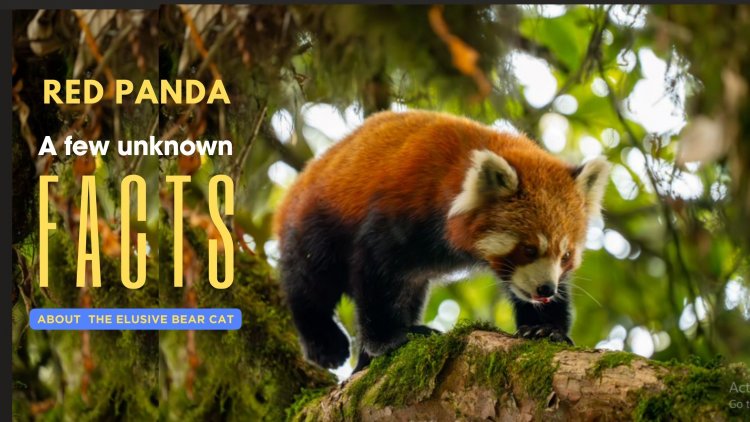 Red Panda - A few  less known facts  about the himalayan bear cat