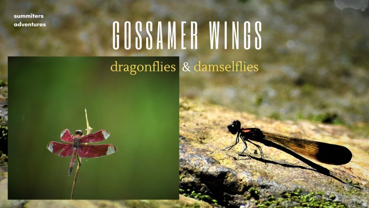 Dragonflies & Damselflies : A note about Powerful fliers and Predators