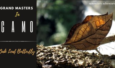 Grand Masters in Camo - Oak Leaf Butterfly