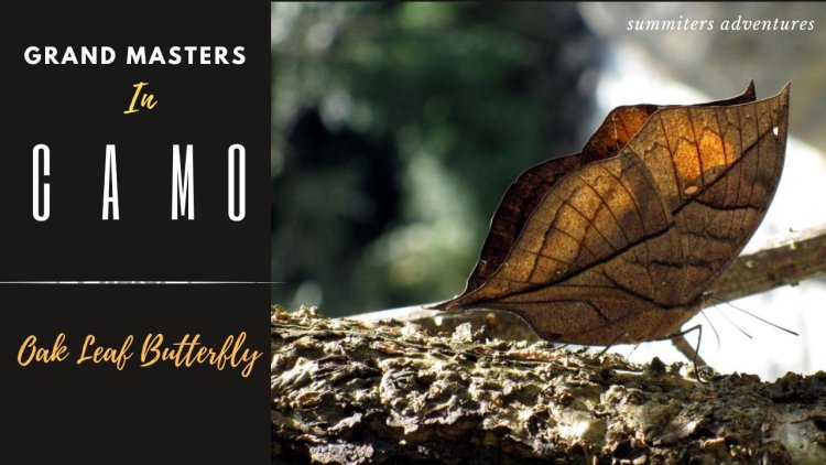 Grand Masters in Camo - Oak Leaf Butterfly