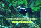 White winged wood duck - A celebrity of woodlands