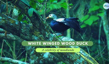 White winged wood duck - A celebrity of woodlands