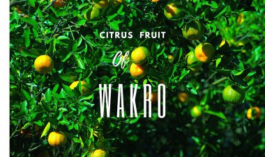 Citrus Fruit of Wakro