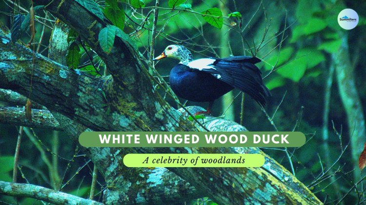 White winged wood duck - A celebrity of woodlands