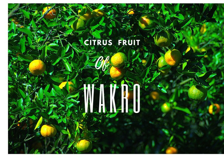 Citrus Fruit of Wakro