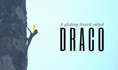 A gliding lizard called draco !