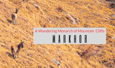 Markhor - A Wandering Monarch of Mountain Cliffs