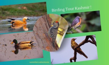Winter Birding tour in Kashmir