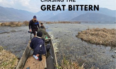 Chasing the Great Bittern