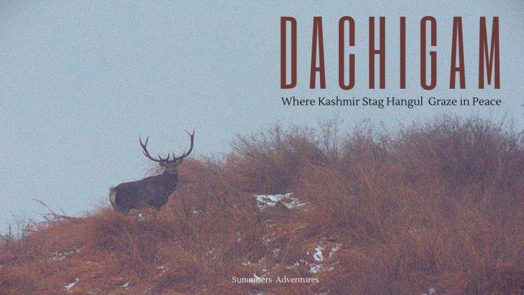 Dachigam - Where Kashmir Stag Hangul Graze in Peace !