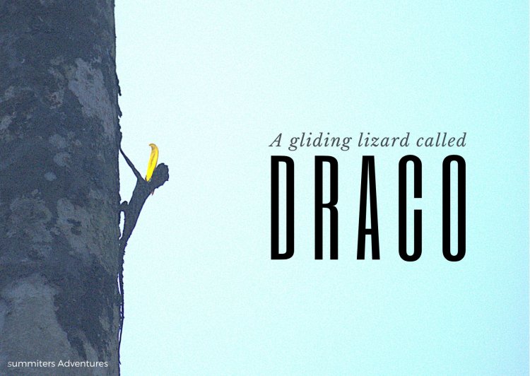 A gliding lizard called draco !