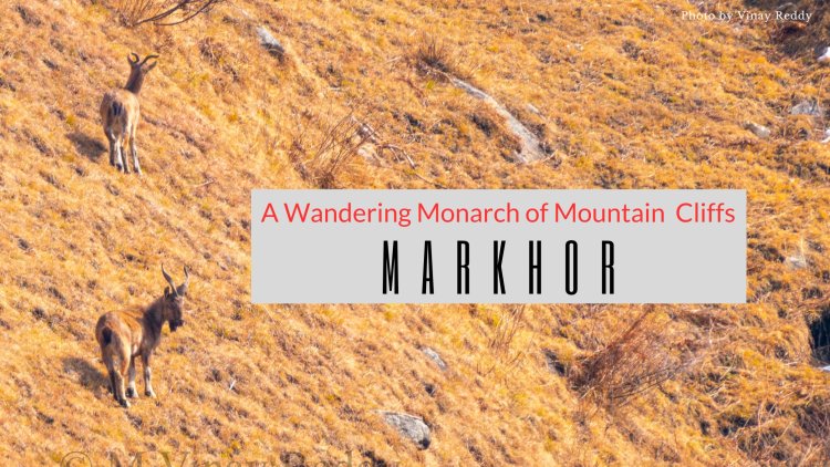 Markhor - A Wandering Monarch of Mountain Cliffs