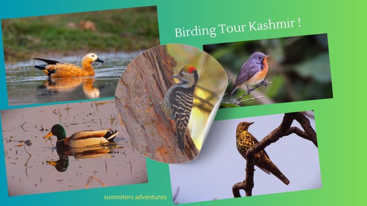 Winter Birding tour in Kashmir