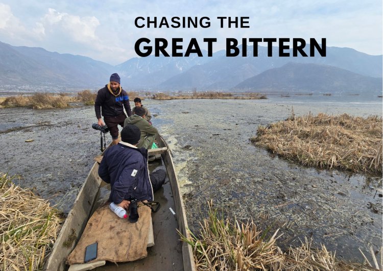 Chasing the Great Bittern