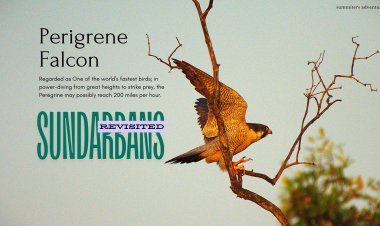 Sundarbans Revisited  !