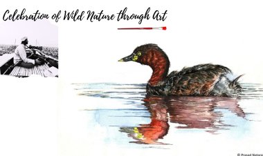 Celebration of Wild Nature through Art !