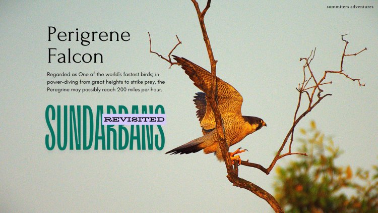 Sundarbans Revisited !