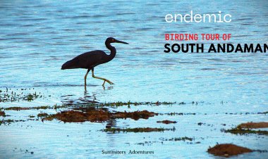 Endemic birding tour of South Andamans