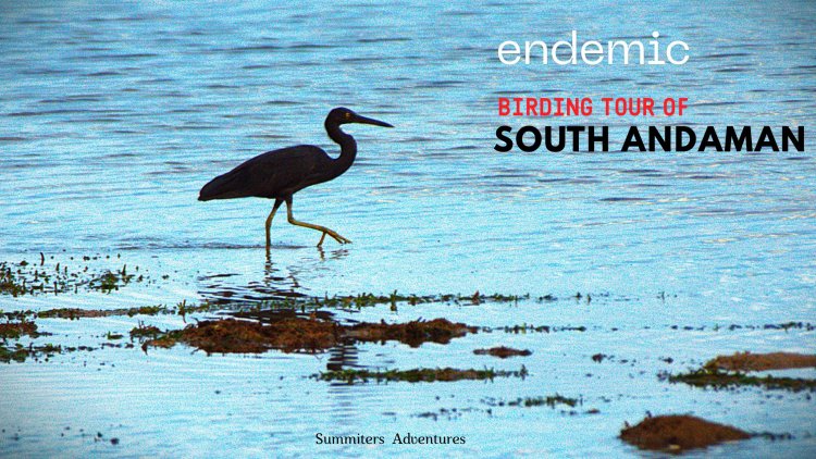 Endemic birding tour of South Andamans