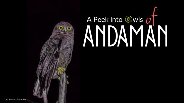 A Peek into Endemic Owls of Andaman